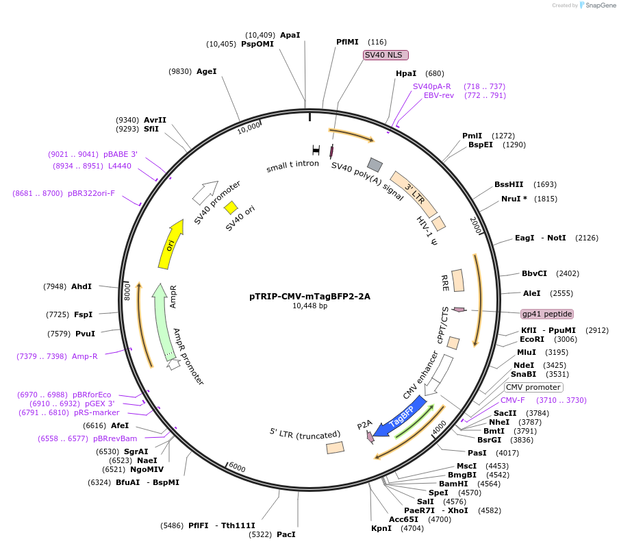 102602-plasmid-map-sequence-id-202123