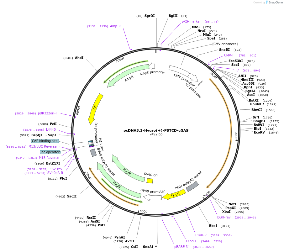 102605-plasmid-map-sequence-id-202128