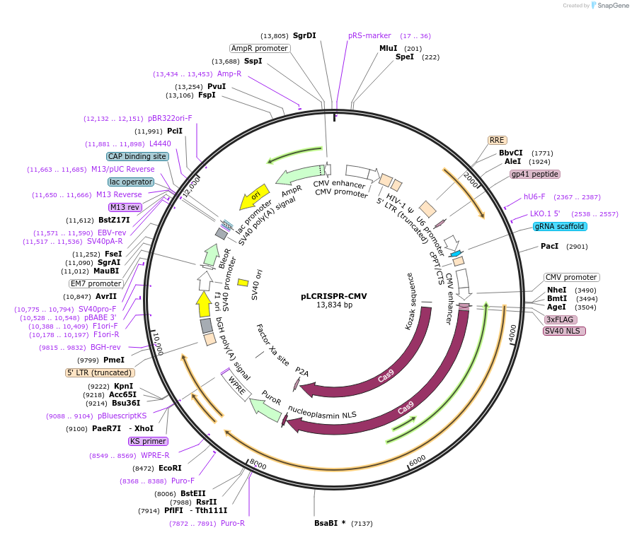 102609-plasmid-map-sequence-id-202136