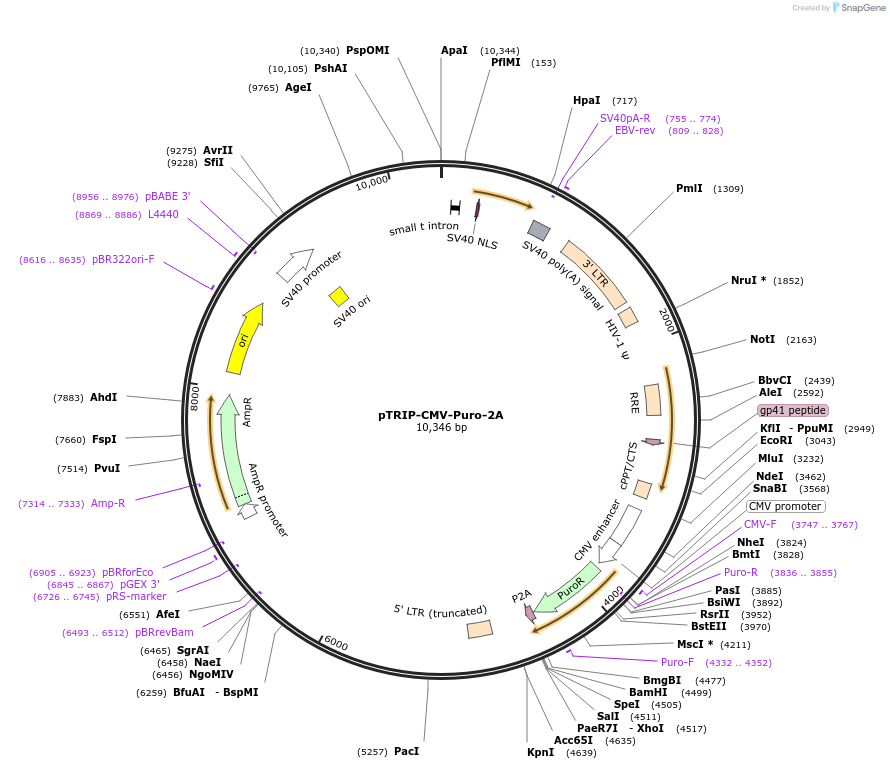 102611-plasmid-map-sequence-id-202137