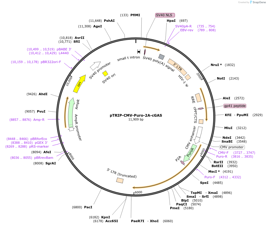 102612-plasmid-map-sequence-id-202138