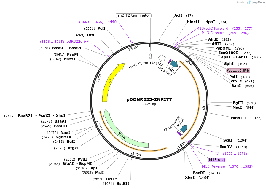 88174-plasmid-map-sequence-id-202144