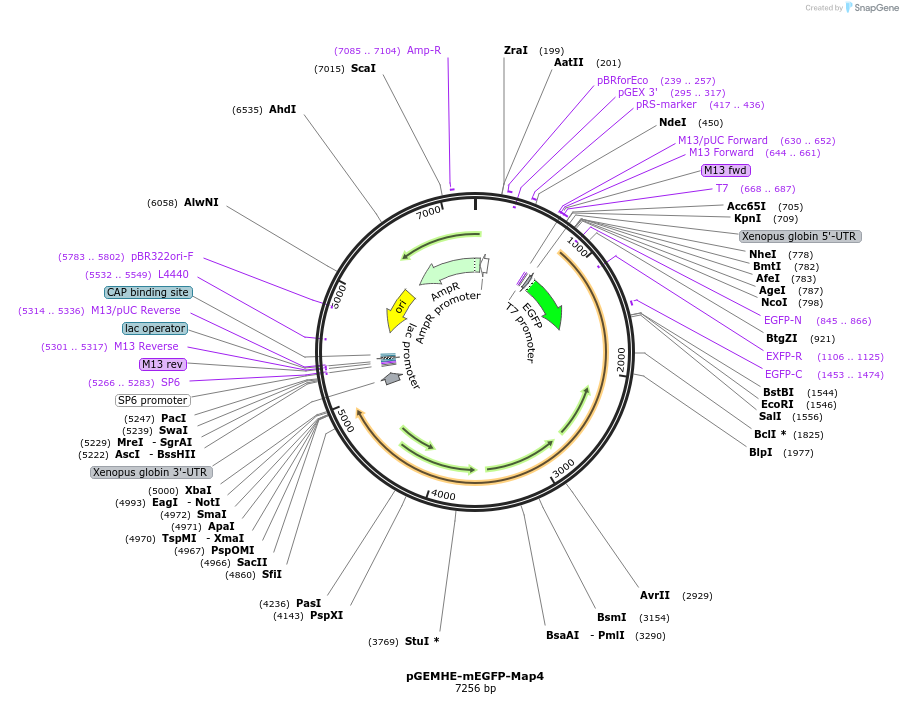 105571-plasmid-map-sequence-id-202159