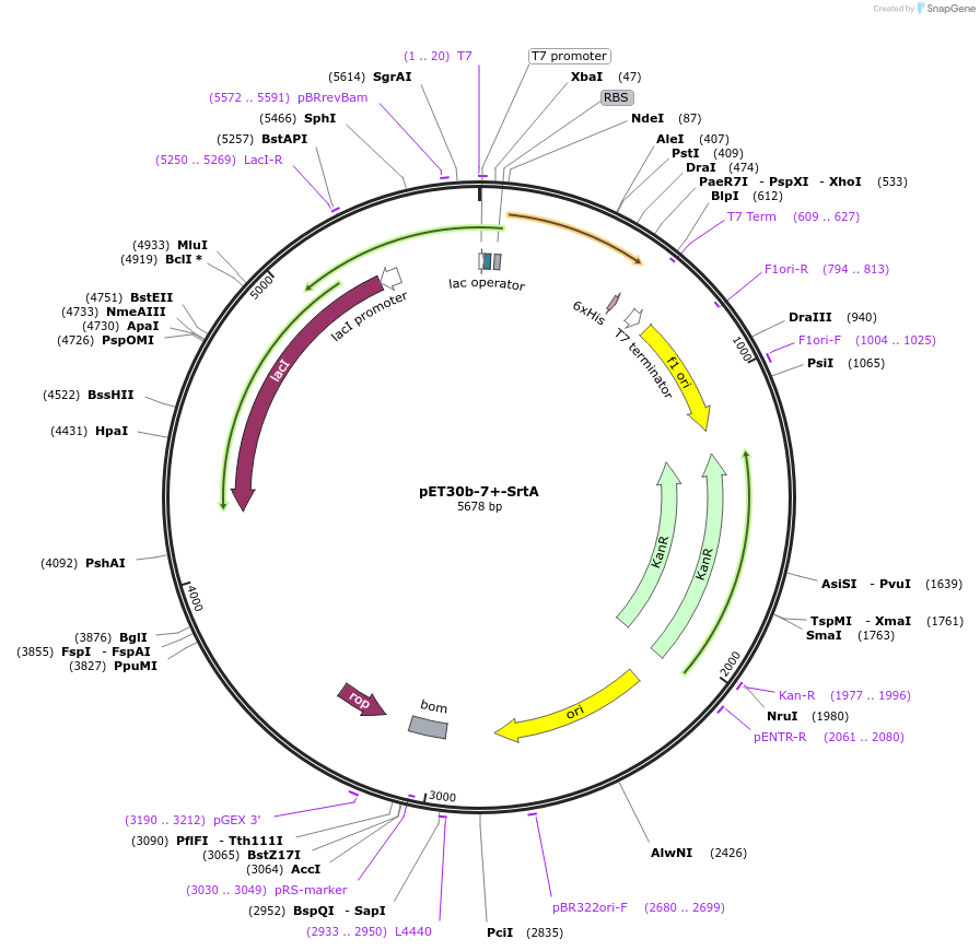 105602-plasmid-map-sequence-id-202160