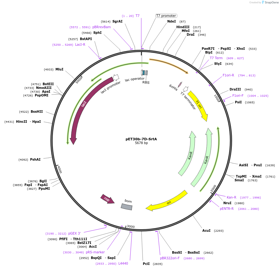 105600-plasmid-map-sequence-id-202162