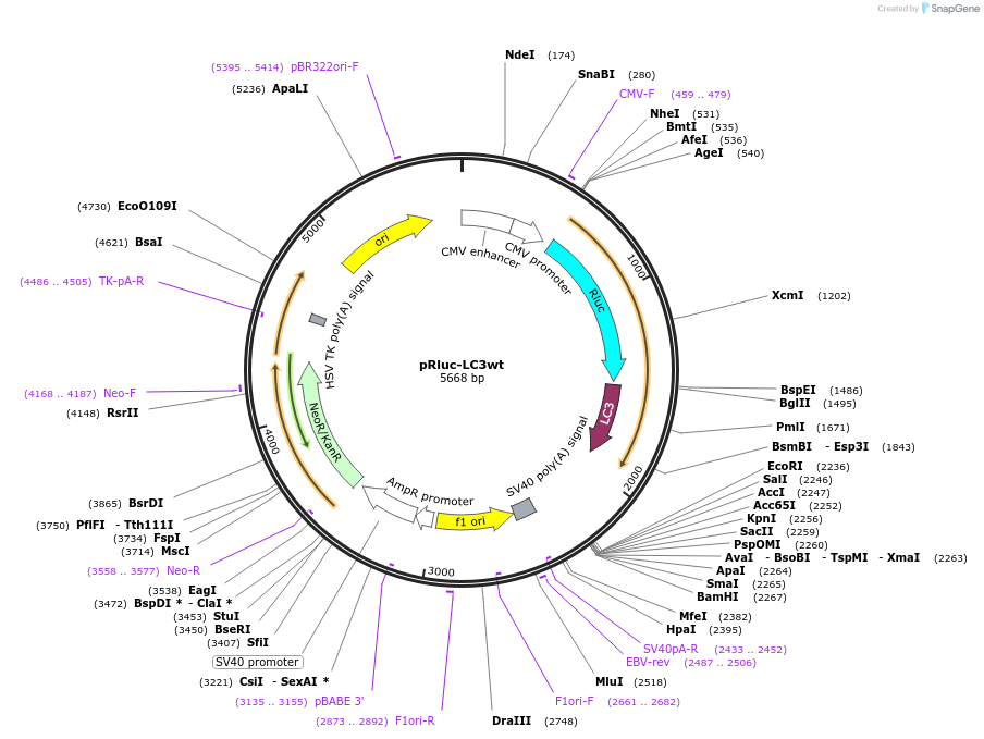 105002-plasmid-map-sequence-id-202163
