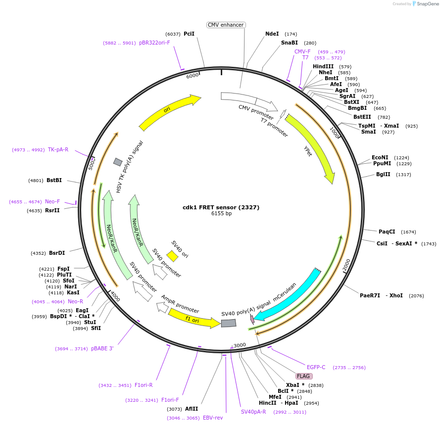 26064-plasmid-map-sequence-id-202165