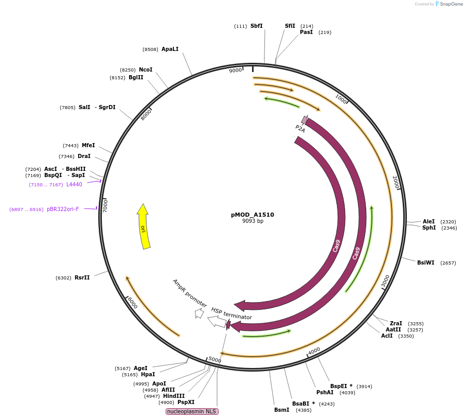 91036-plasmid-map-sequence-id-202167