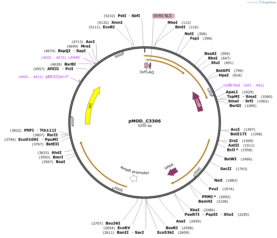 91102-plasmid-map-sequence-id-202168