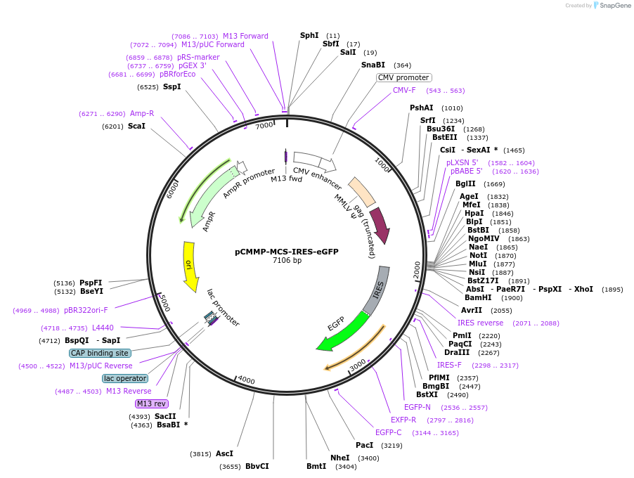 36953-plasmid-map-sequence-id-202173