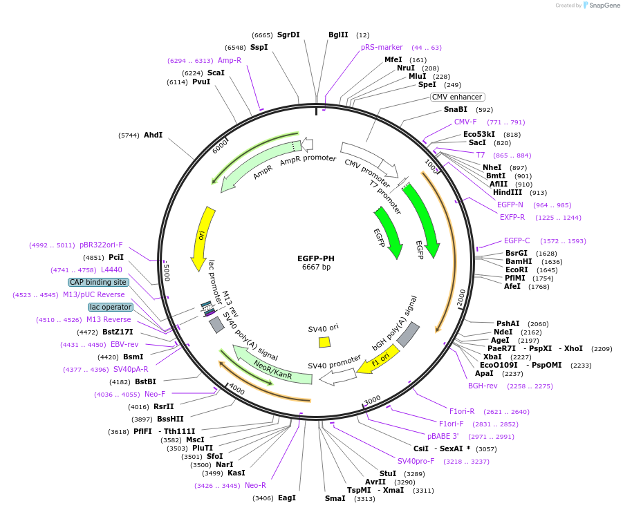 96948-plasmid-map-sequence-id-202205