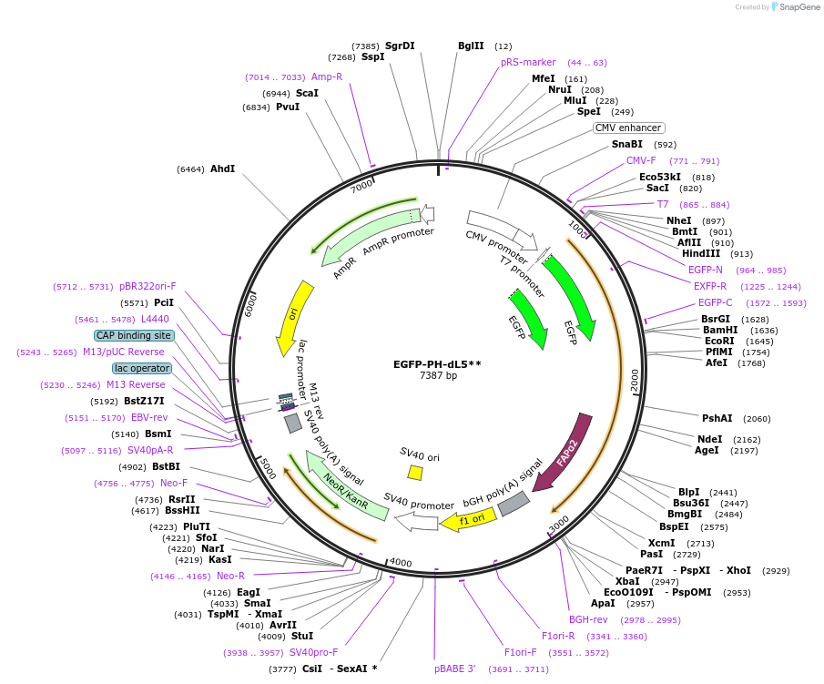 96947-plasmid-map-sequence-id-202211