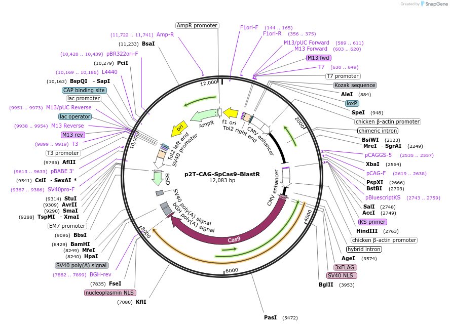 107190-plasmid-map-sequence-id-202221
