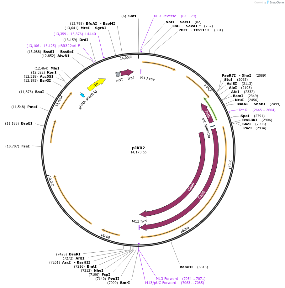 105133-plasmid-map-sequence-id-202234