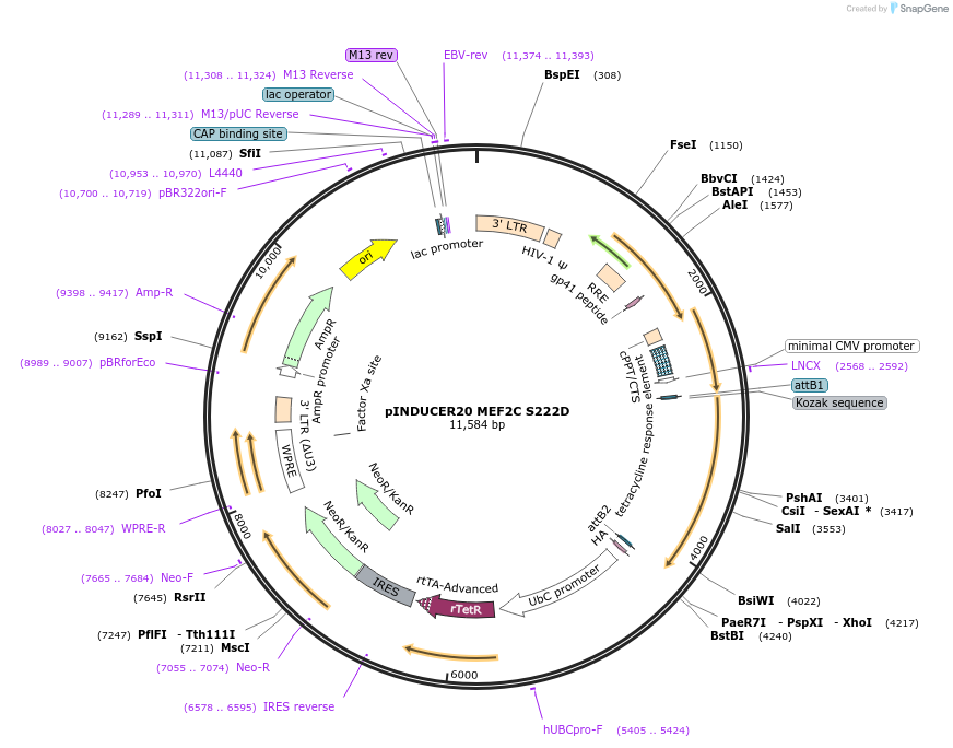 107234-plasmid-map-sequence-id-202264