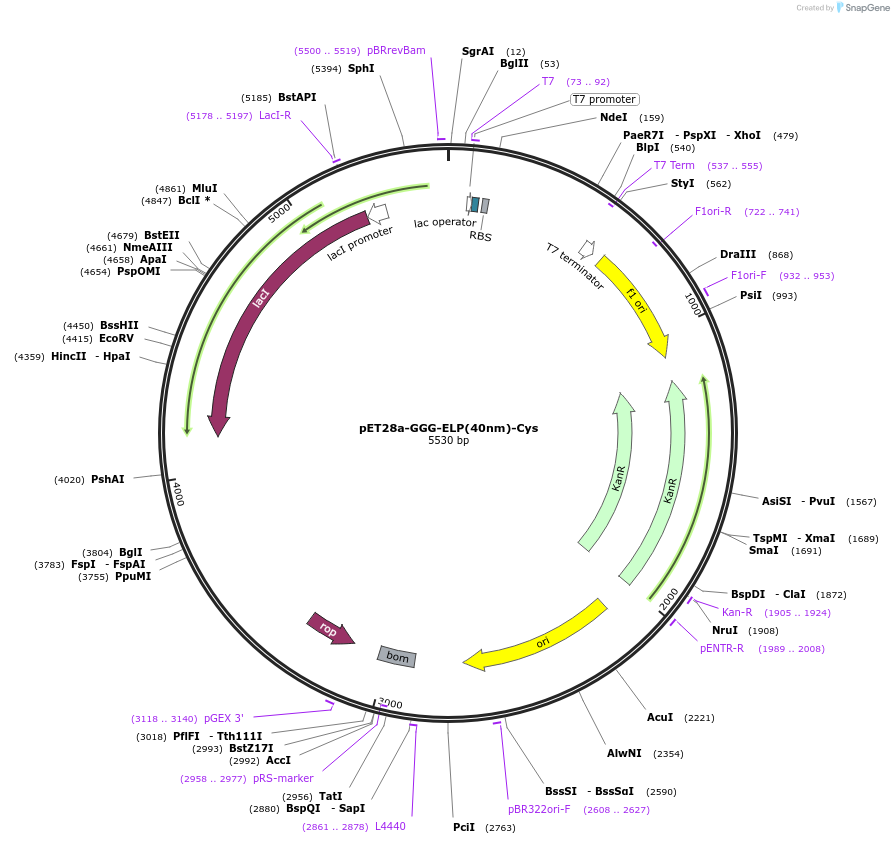 91571-plasmid-map-sequence-id-202281