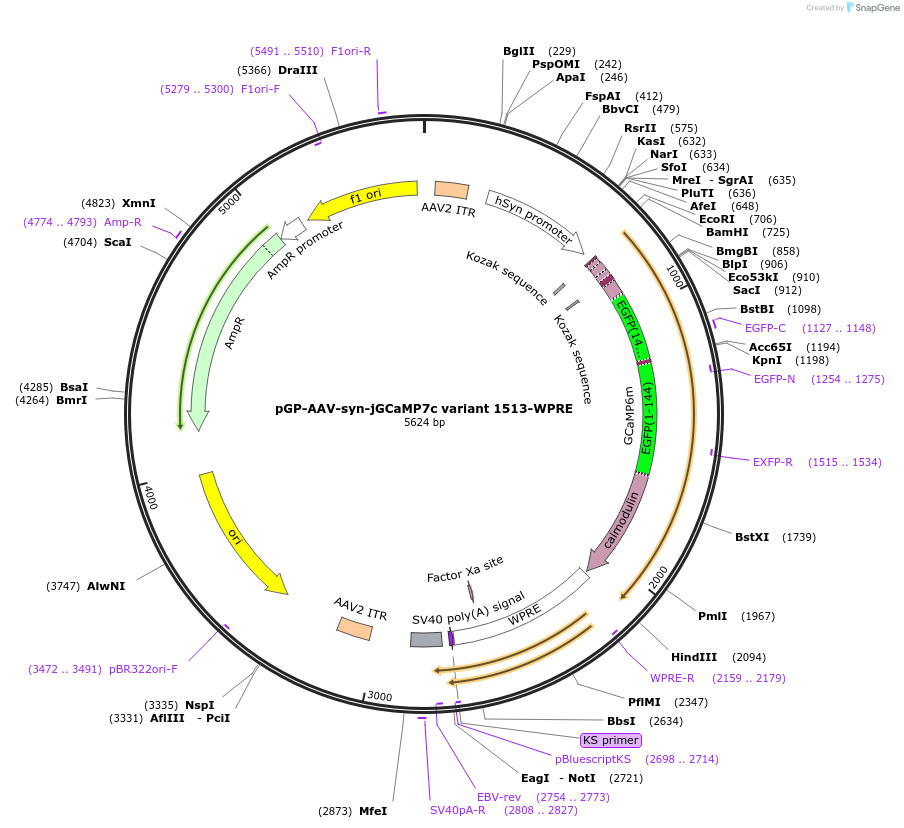 105321-plasmid-map-sequence-id-202289