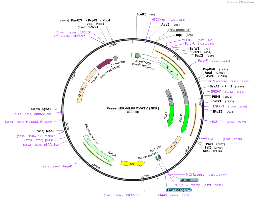 102947-plasmid-map-sequence-id-202298