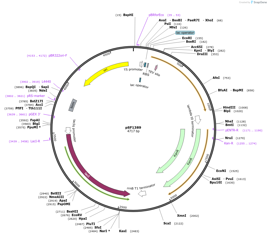 104962-plasmid-map-sequence-id-202318