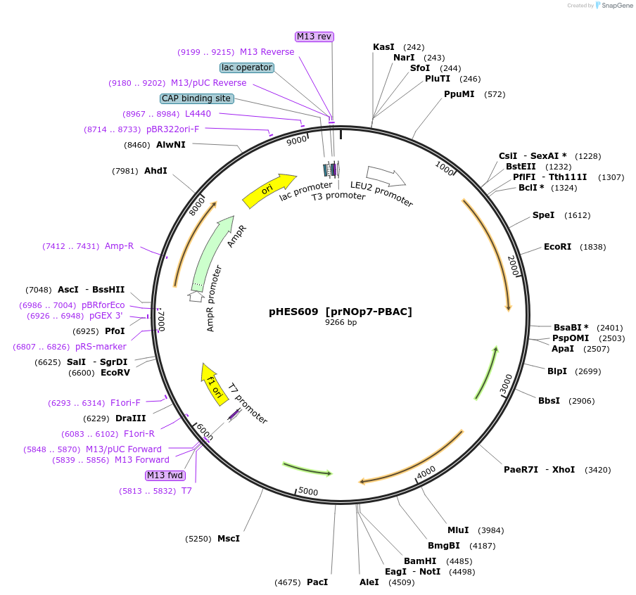 103017-plasmid-map-sequence-id-202321