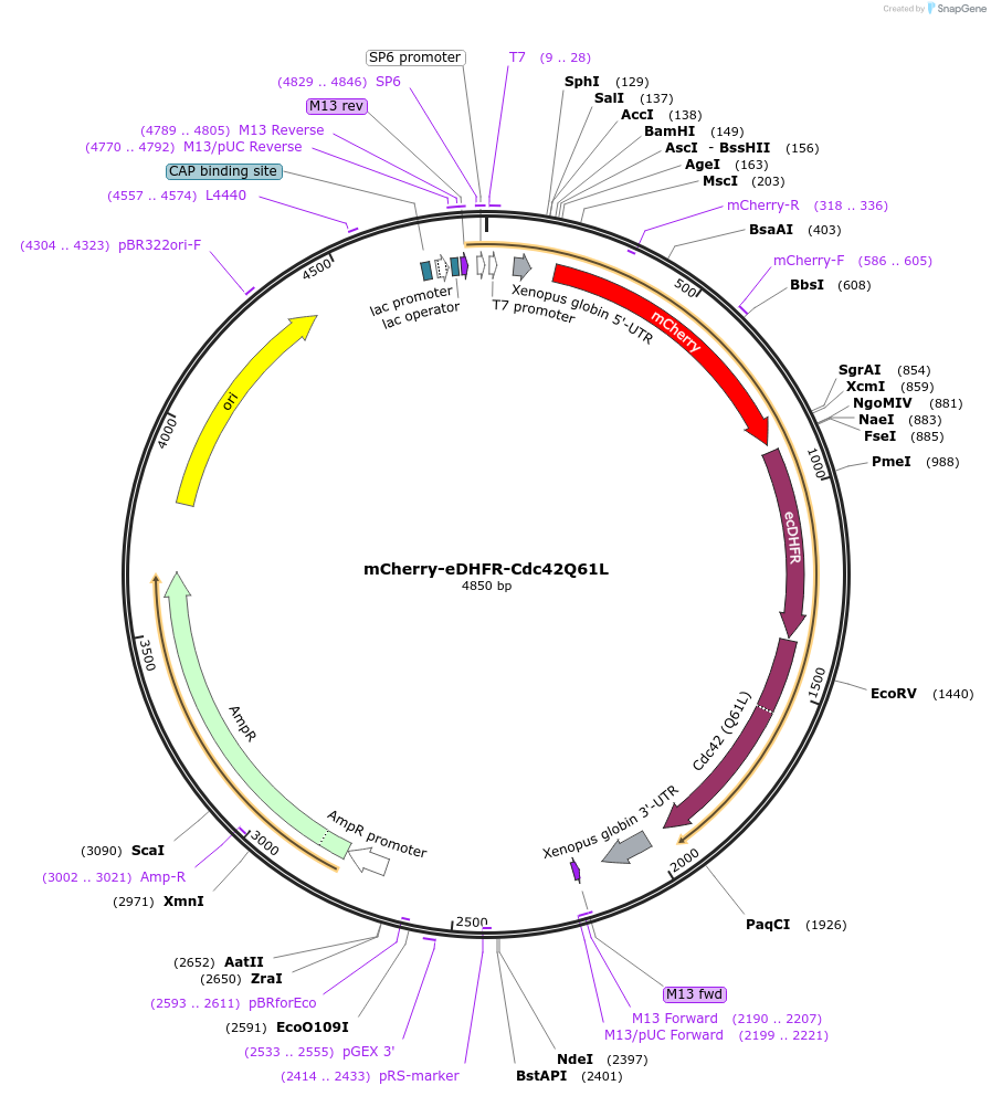 107267-plasmid-map-sequence-id-202323