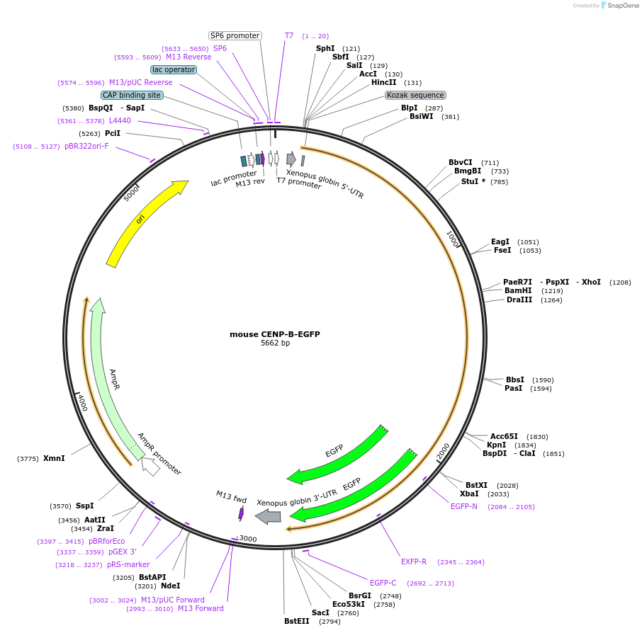 107264-plasmid-map-sequence-id-202329