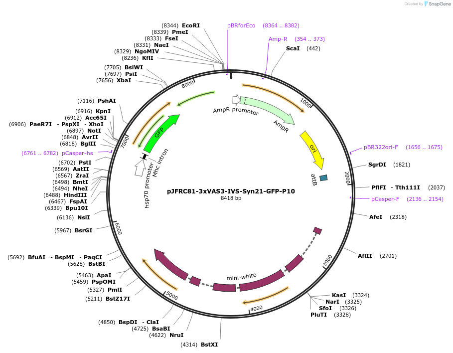 104614-plasmid-map-sequence-id-202331