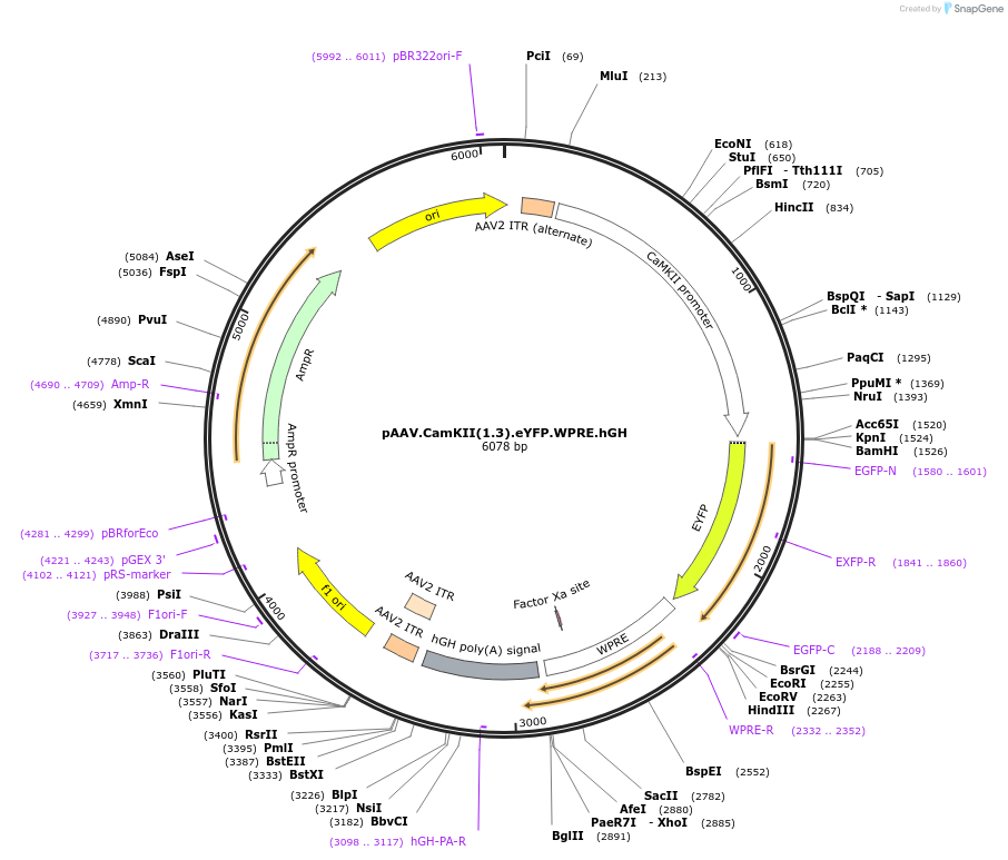 105622-plasmid-map-sequence-id-202334