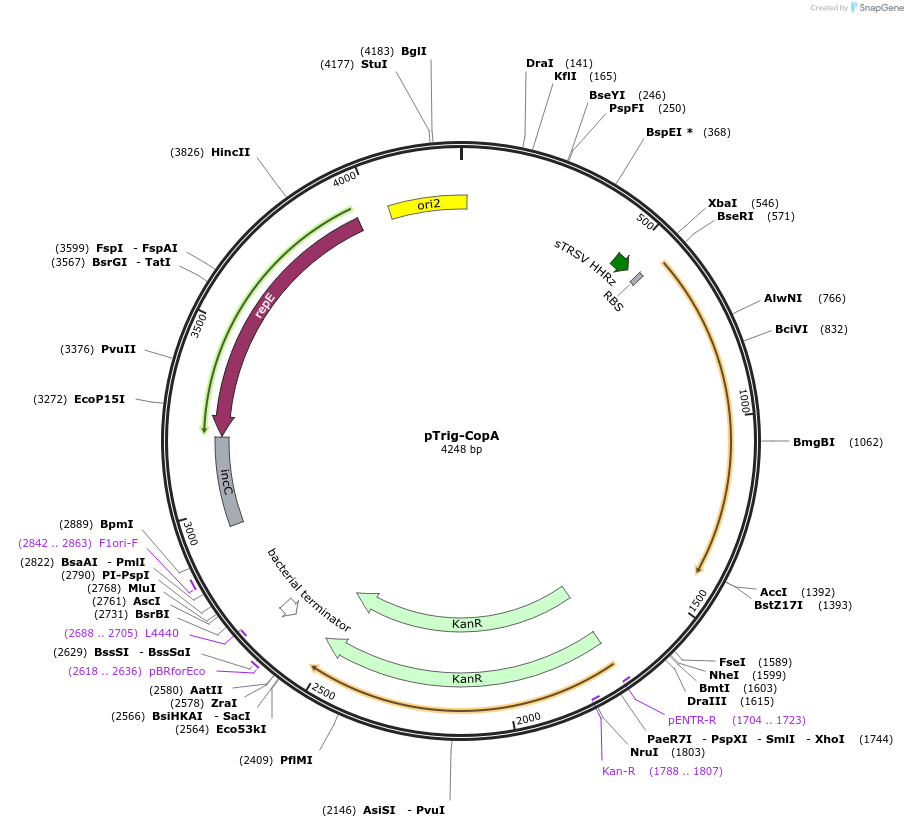 104578-plasmid-map-sequence-id-202345