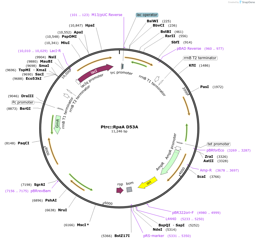 105229-plasmid-map-sequence-id-202357