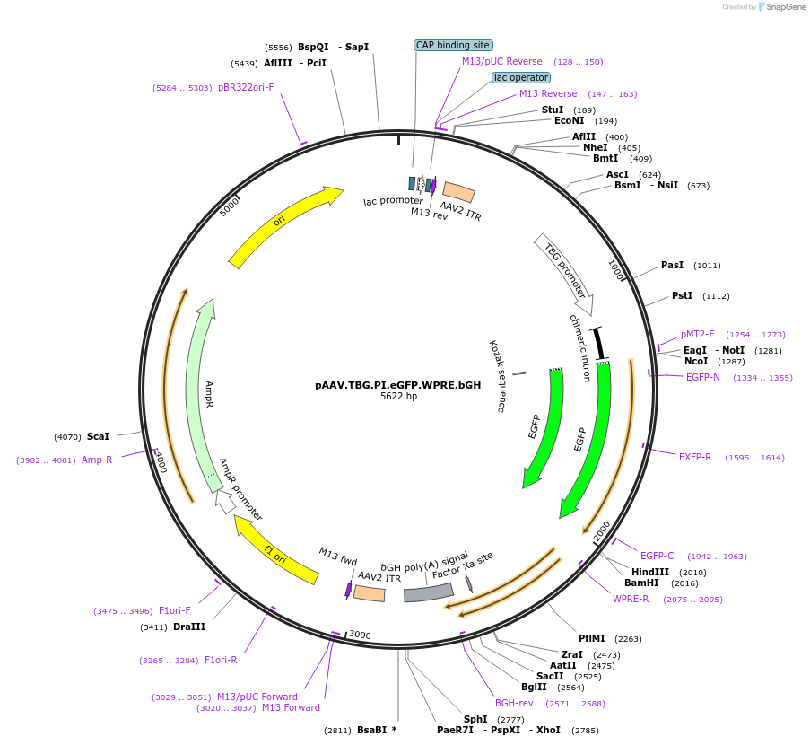 105535-plasmid-map-sequence-id-202369