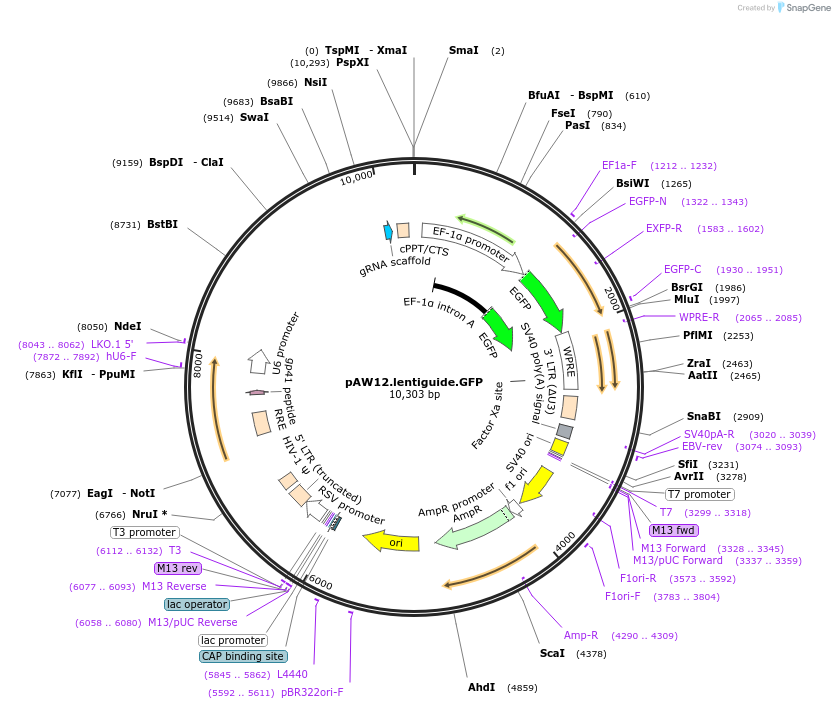 104374-plasmid-map-sequence-id-202371