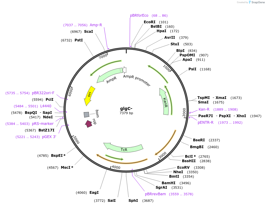 101842-plasmid-map-sequence-id-202372