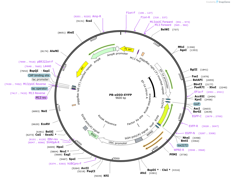 104388-plasmid-map-sequence-id-202374
