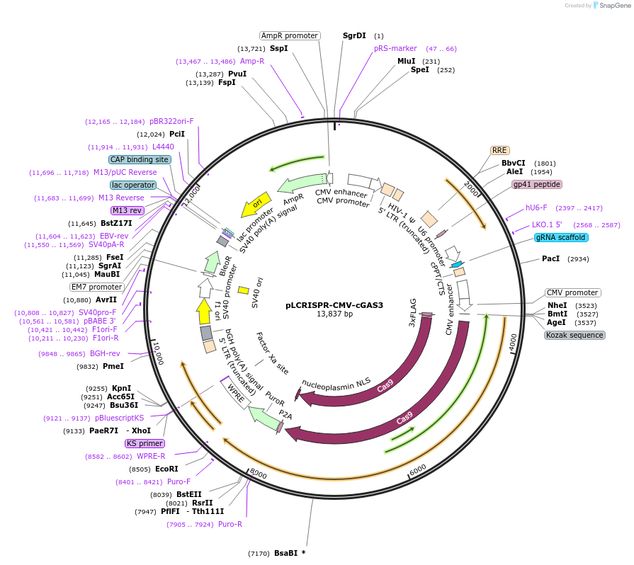 102610-plasmid-map-sequence-id-202376