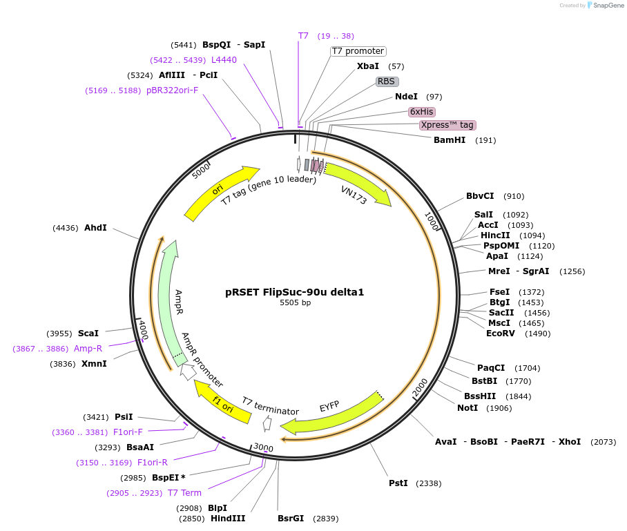 14475-plasmid-map-sequence-id-202377