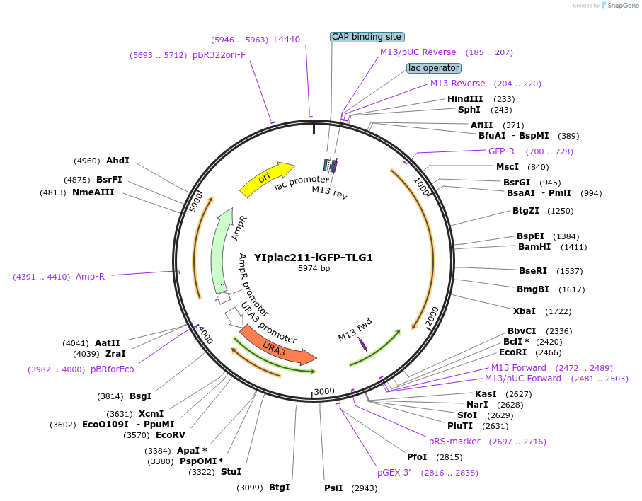 105261-plasmid-map-sequence-id-202379