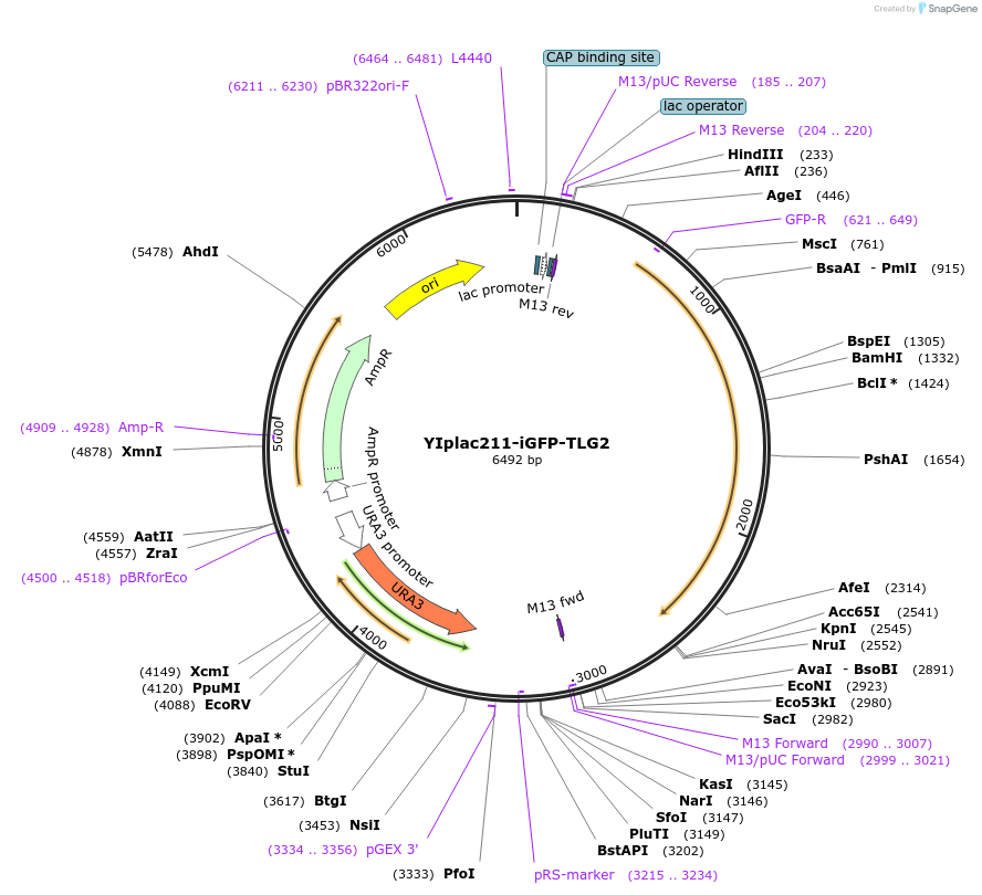 105262-plasmid-map-sequence-id-202380