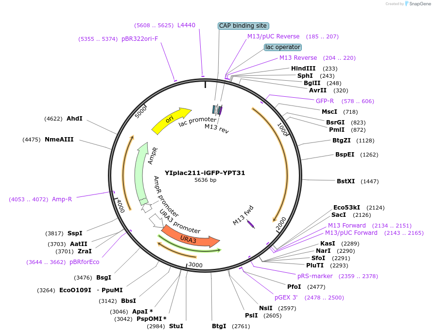 105263-plasmid-map-sequence-id-202382