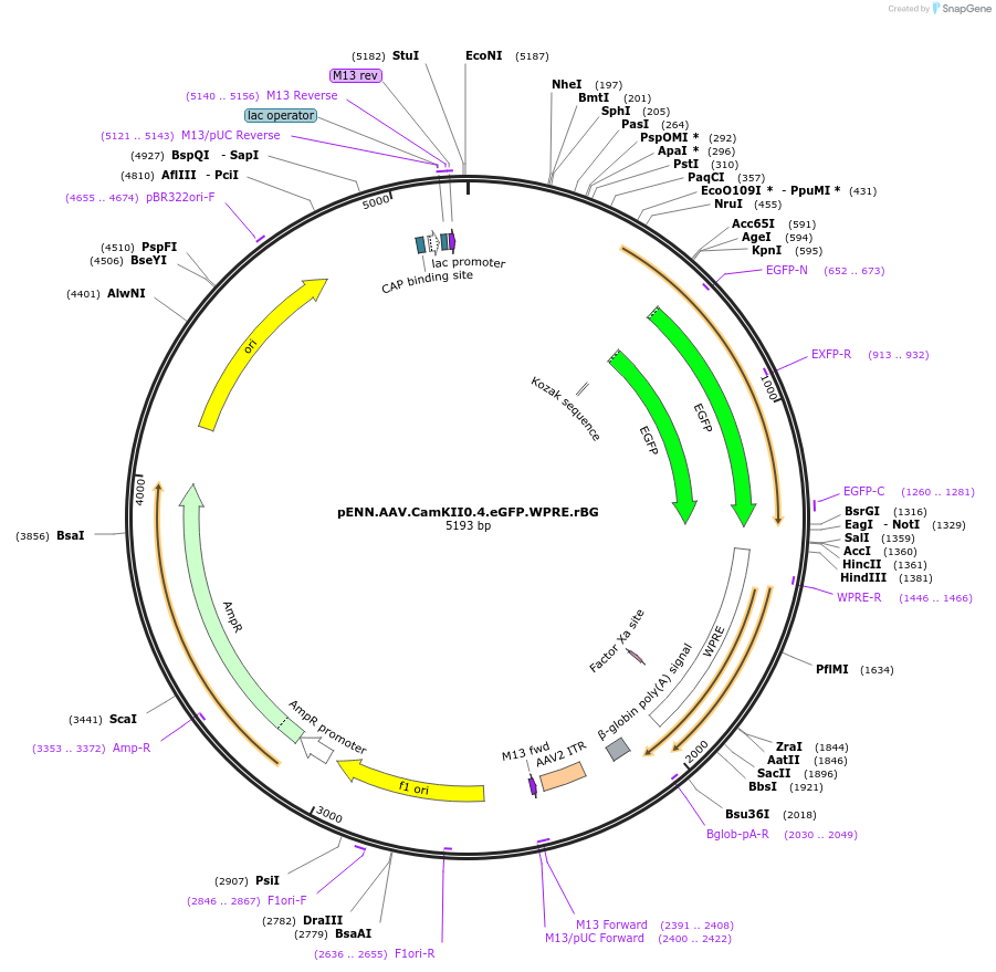 105541-plasmid-map-sequence-id-202384