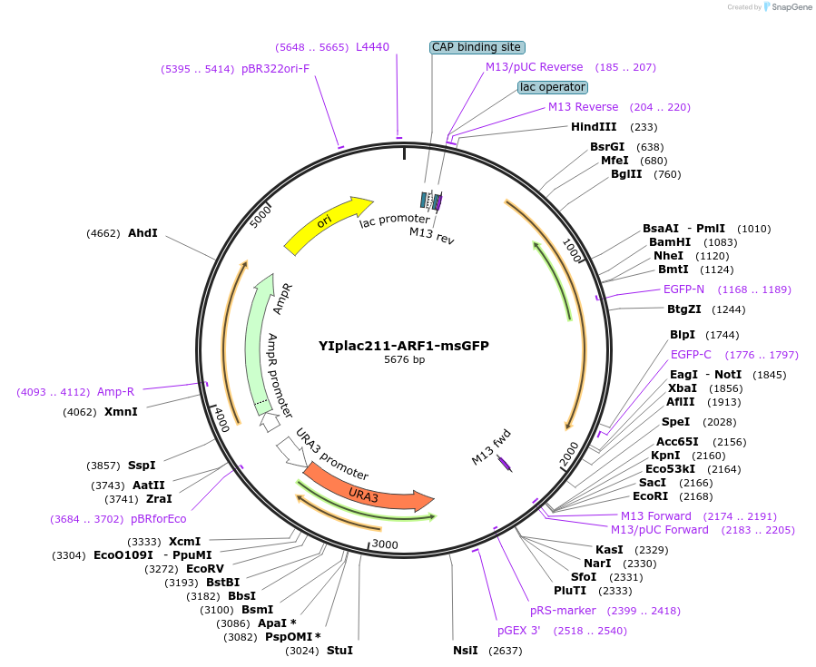 105255-plasmid-map-sequence-id-202389
