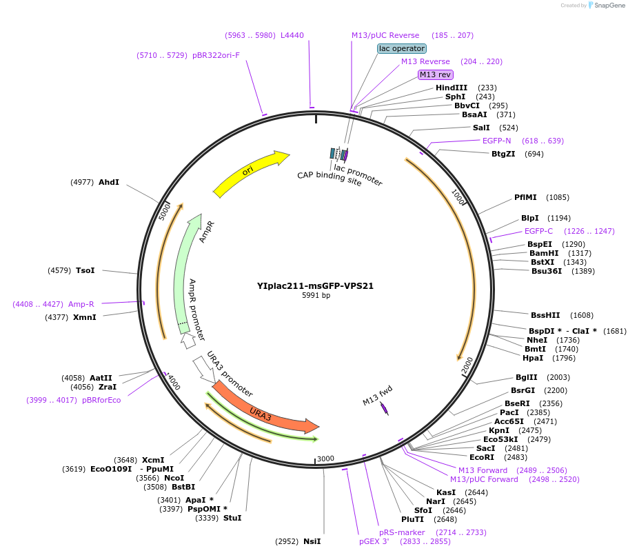 105265-plasmid-map-sequence-id-202394