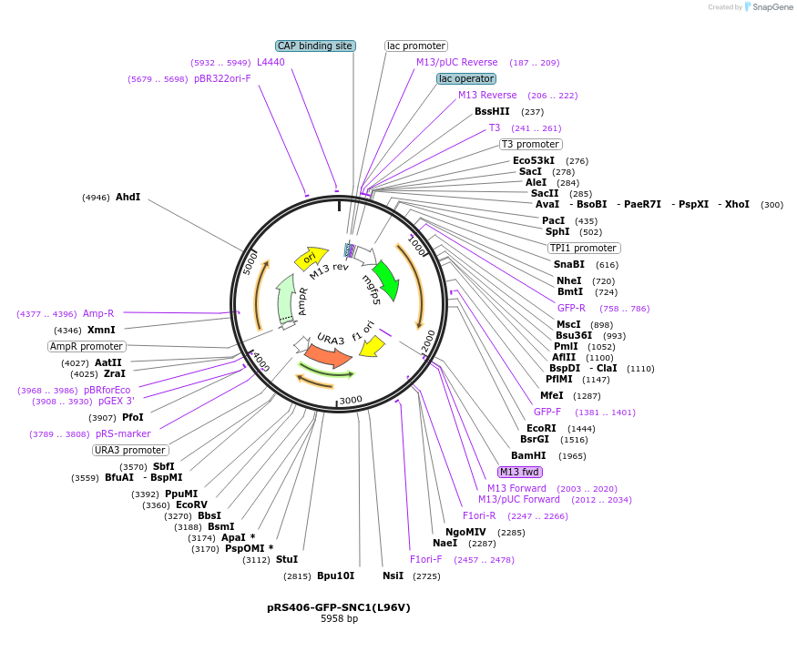 105278-plasmid-map-sequence-id-202396