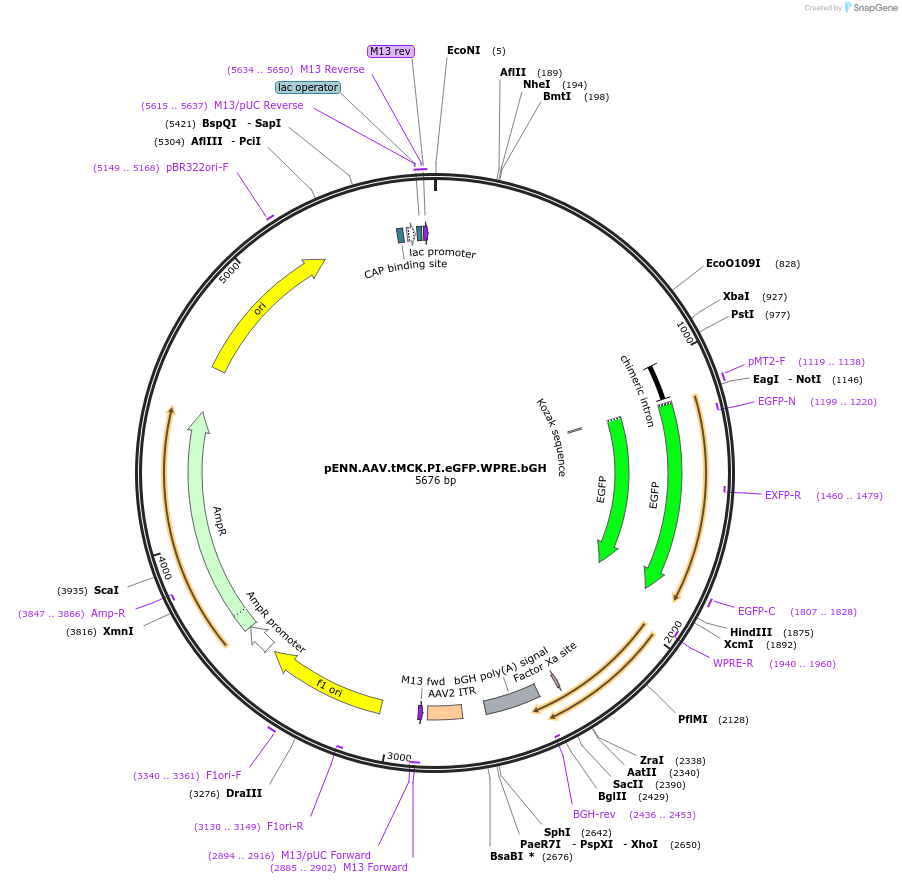 105556-plasmid-map-sequence-id-202405
