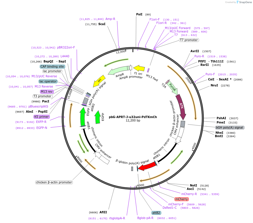 107279-plasmid-map-sequence-id-202407