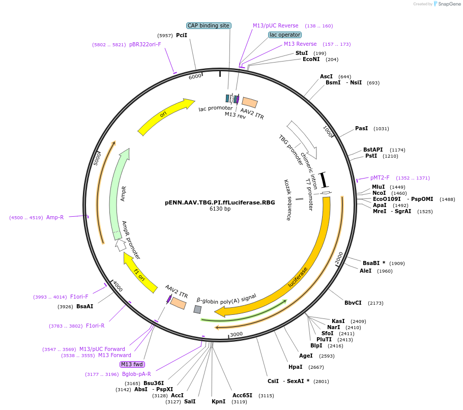 105538-plasmid-map-sequence-id-202429