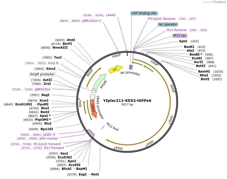 105264-plasmid-map-sequence-id-202433