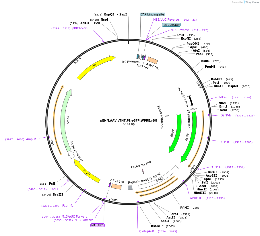 105543-plasmid-map-sequence-id-202437