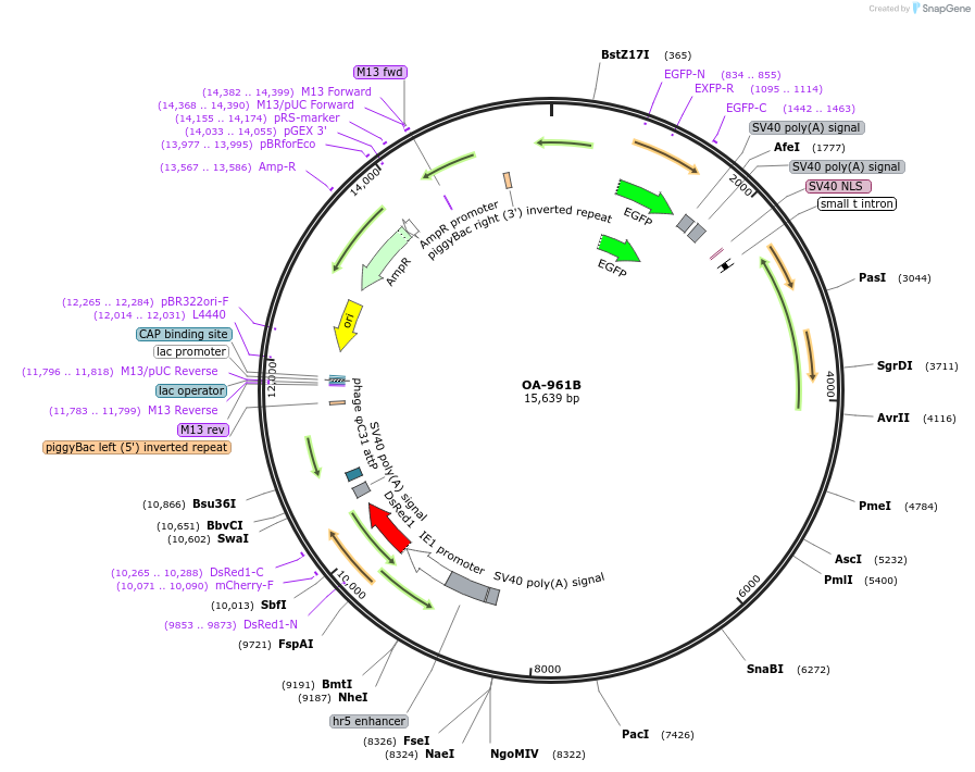 104967-plasmid-map-sequence-id-202455