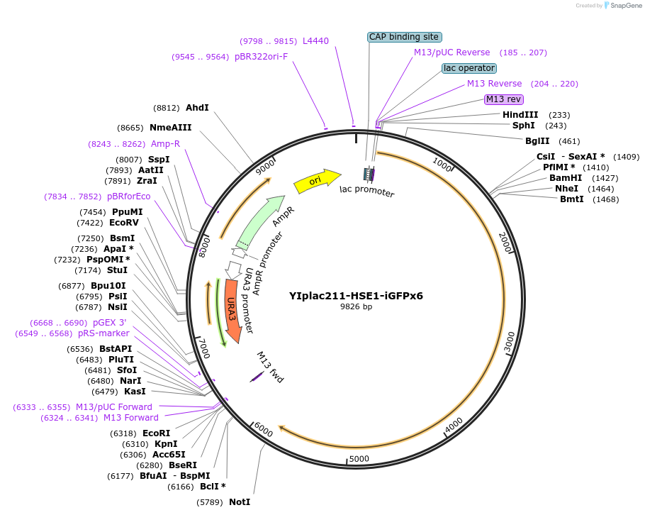 105259-plasmid-map-sequence-id-202456